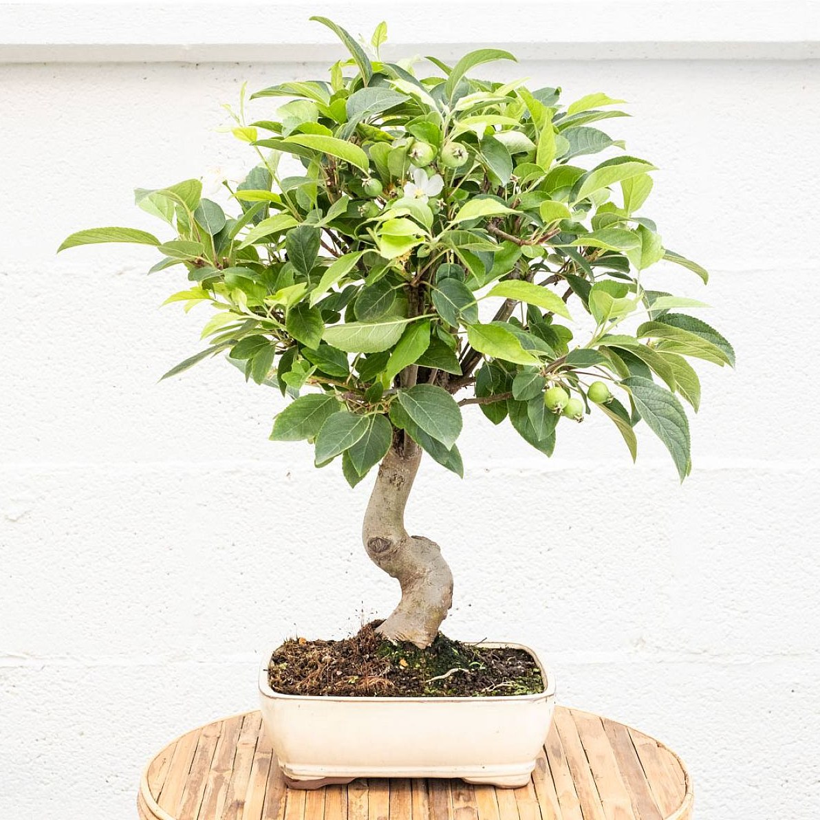 Be.Green Bonsai 12 Jahre alt Malus sp