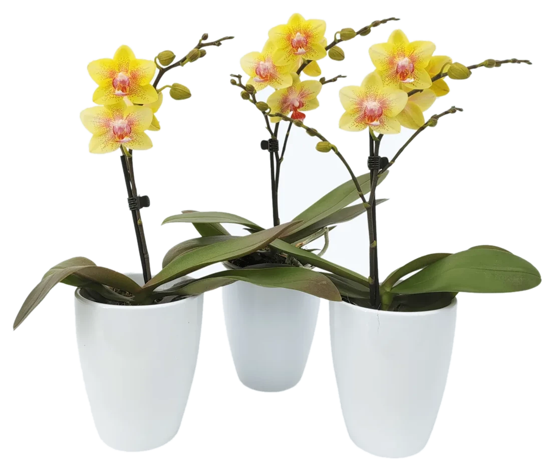 Orchideen Klusmann Table Dance Pereira mit gelben Blüten im 3er Set mit 1 Rispe inkl. Keramik