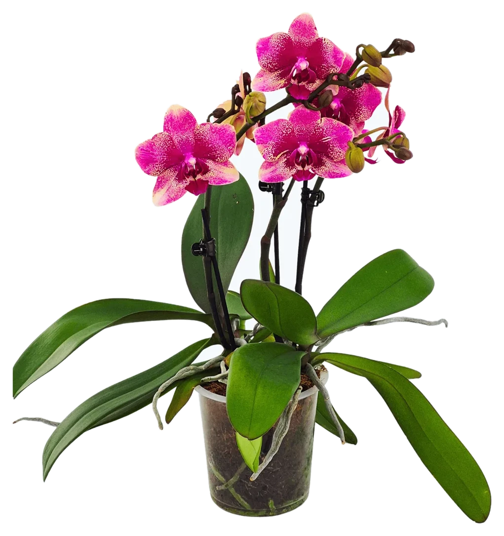 Orchideen Klusmann Große Two of Us Rombley – magentarot gefleckt