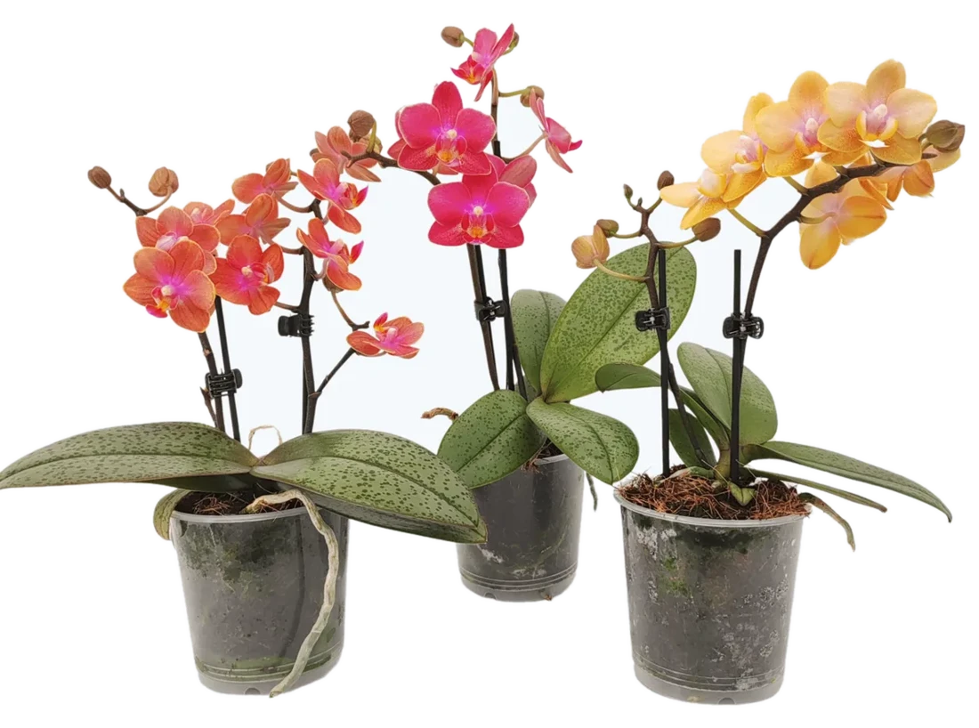 Orchideen Klusmann Duftorchideen Table Dance im 3er Set mit 2 Rispen
