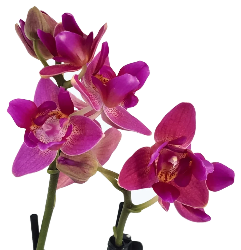 Orchideen Klusmann Pelorische Orchidee Table Dance Pink Flamingo mit pinken Blüten und 2 Rispen