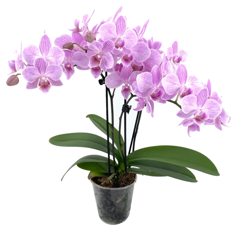 Orchideen Klusmann Table Dance Sakura mit zartrosa Blüten und 2 Rispen