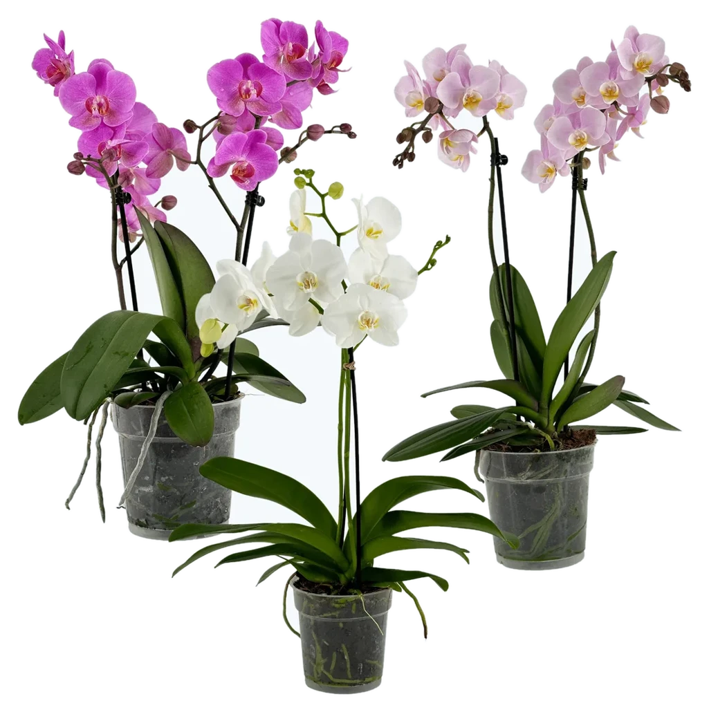 Orchideen Klusmann Große Two of Us Farbmix im 3er Set
