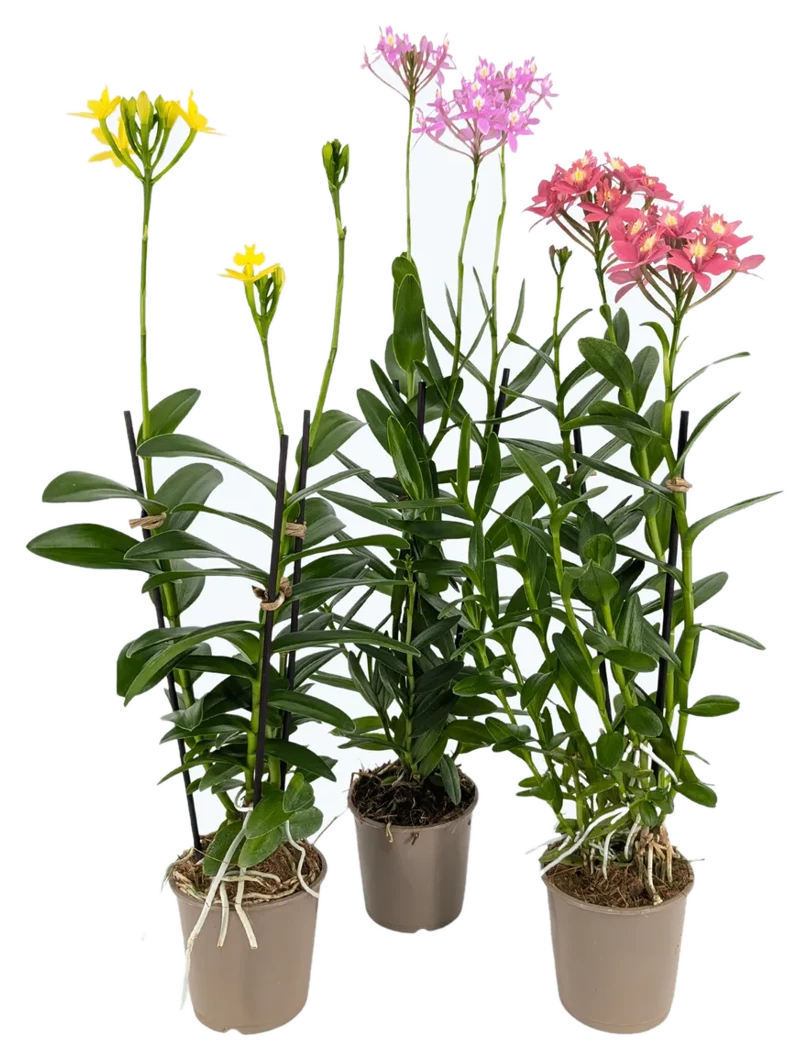 Orchideen Klusmann Epidendrum Nordic Fire Dauerblüher im 3er Set mit 2 Rispen