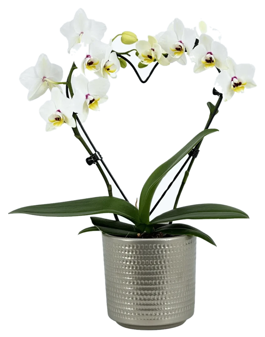 Orchideen Klusmann Table Dance Herzform mit weißen Blüten inkl. Keramiktopf Champagner
