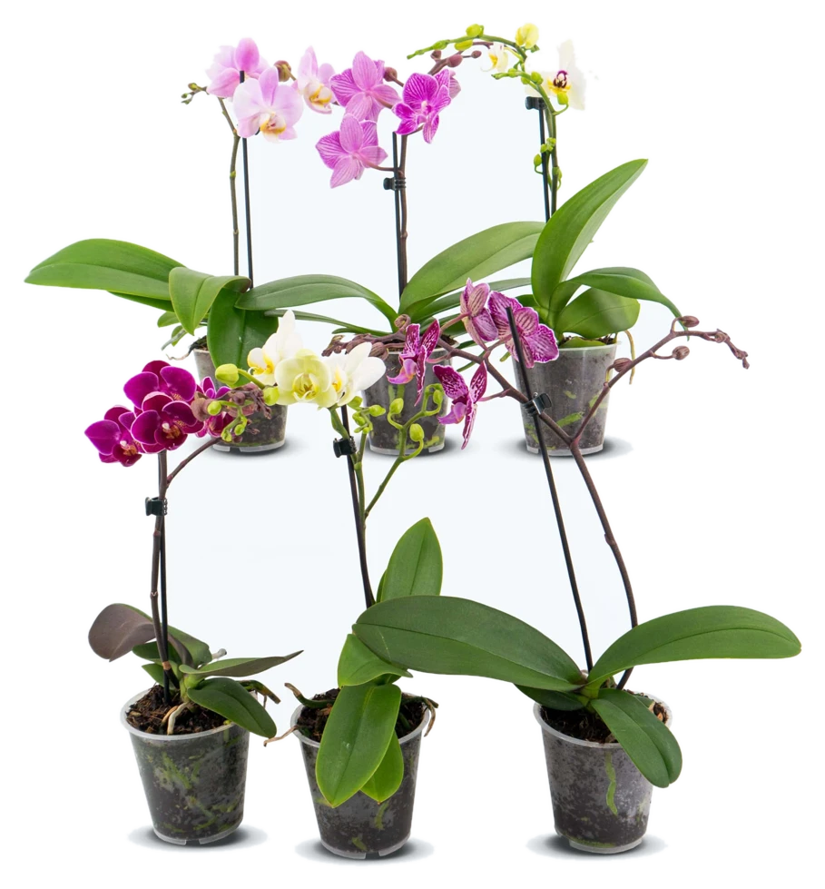 Orchideen Klusmann Table Dance Farbmix im 6er Set mit 1 Rispe