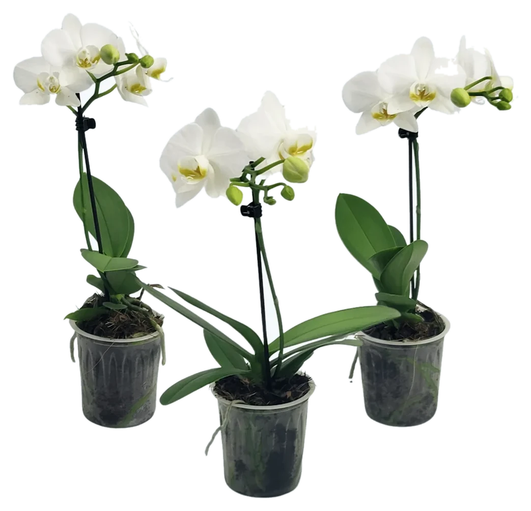 Orchideen Klusmann Table Dance Weiß mit weißen Blüten im 3er Set mit 1 Rispe