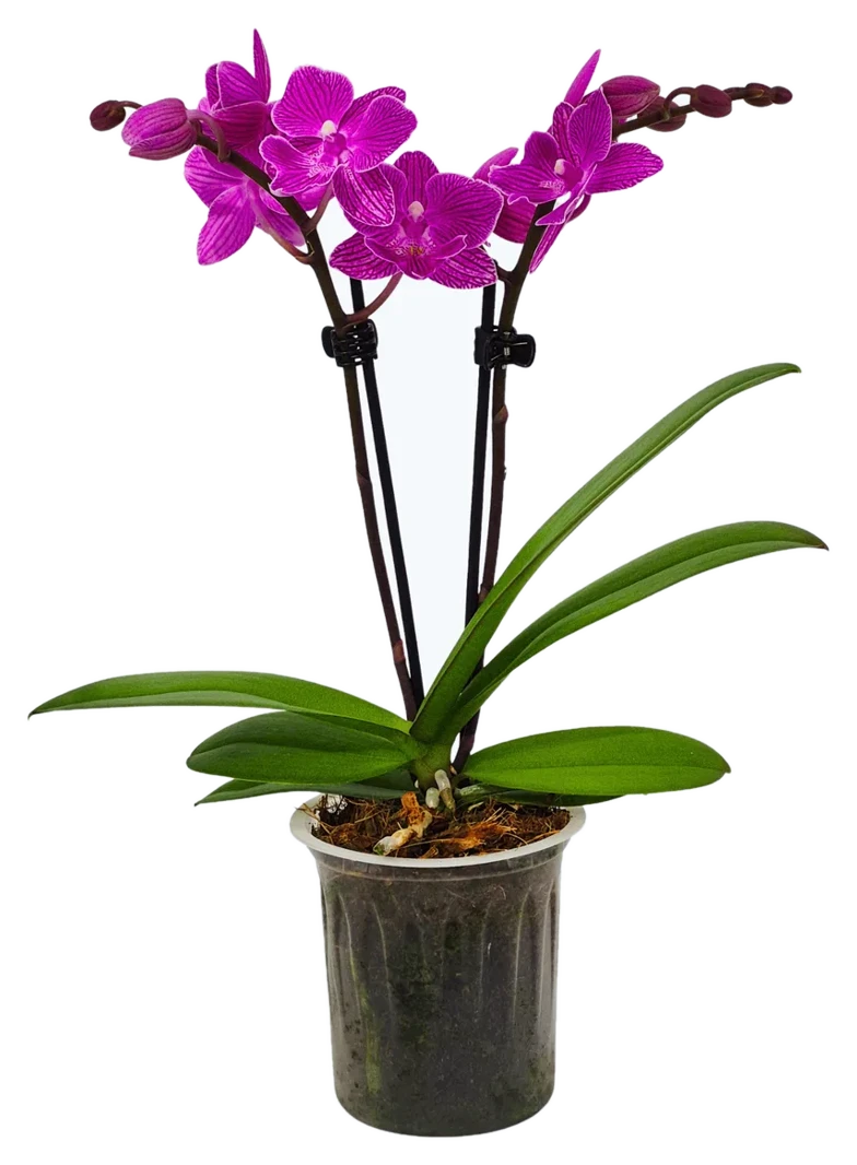 Orchideen Klusmann Table Dance Pink Panther mit magentafarbenen Blüten und 2 Rispen