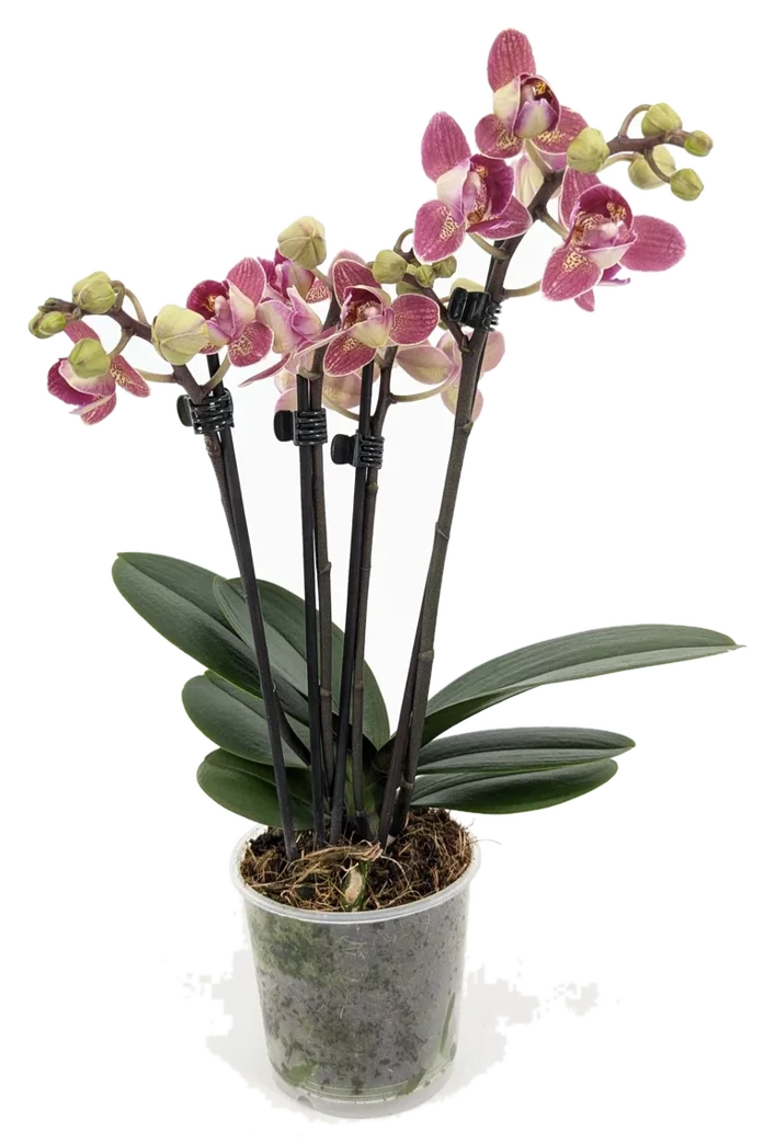 Orchideen Klusmann Pelorische Orchidee Table Dance Chamonix mit weinroten Blüten und 2+ Rispen