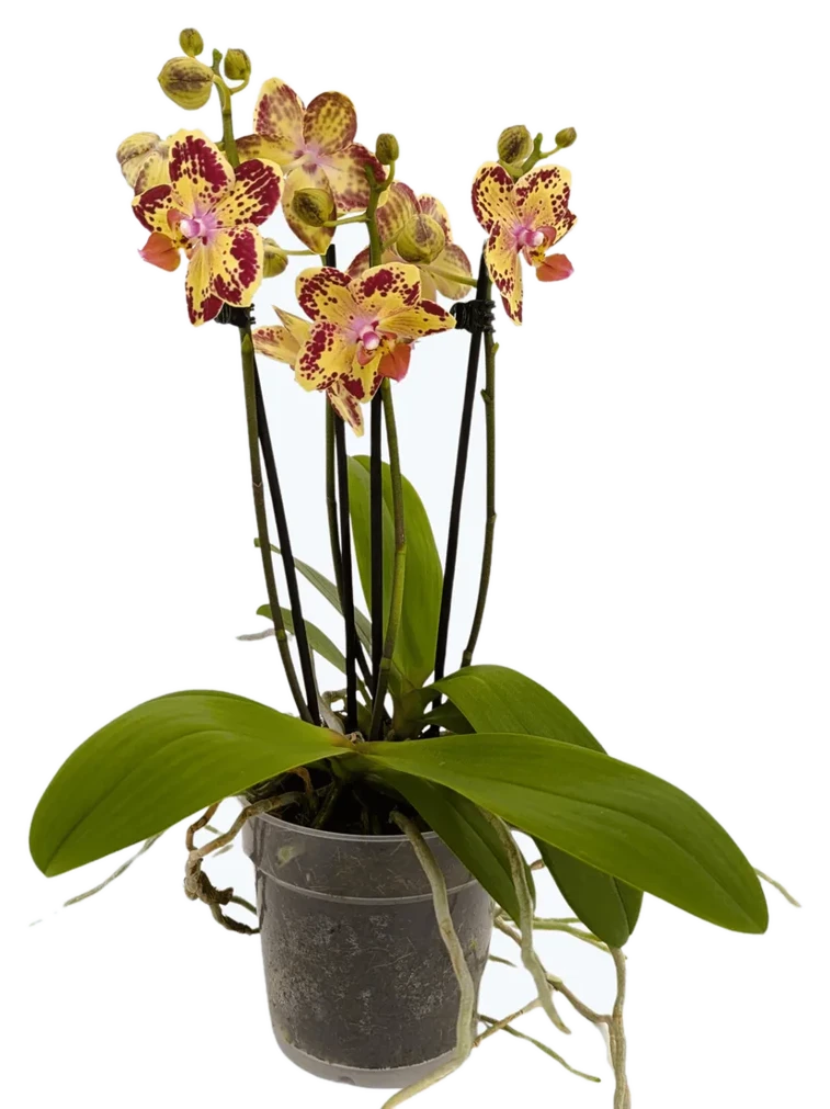 Orchideen Klusmann Große Two of Us Strawberry Cake mit gelb-rot gefleckten Blüten und 4 Rispen