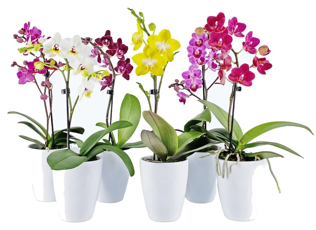 Orchideen Klusmann Table Dance Farbmix im 6er Set mit 1 Rispe inkl. Keramik in weiß