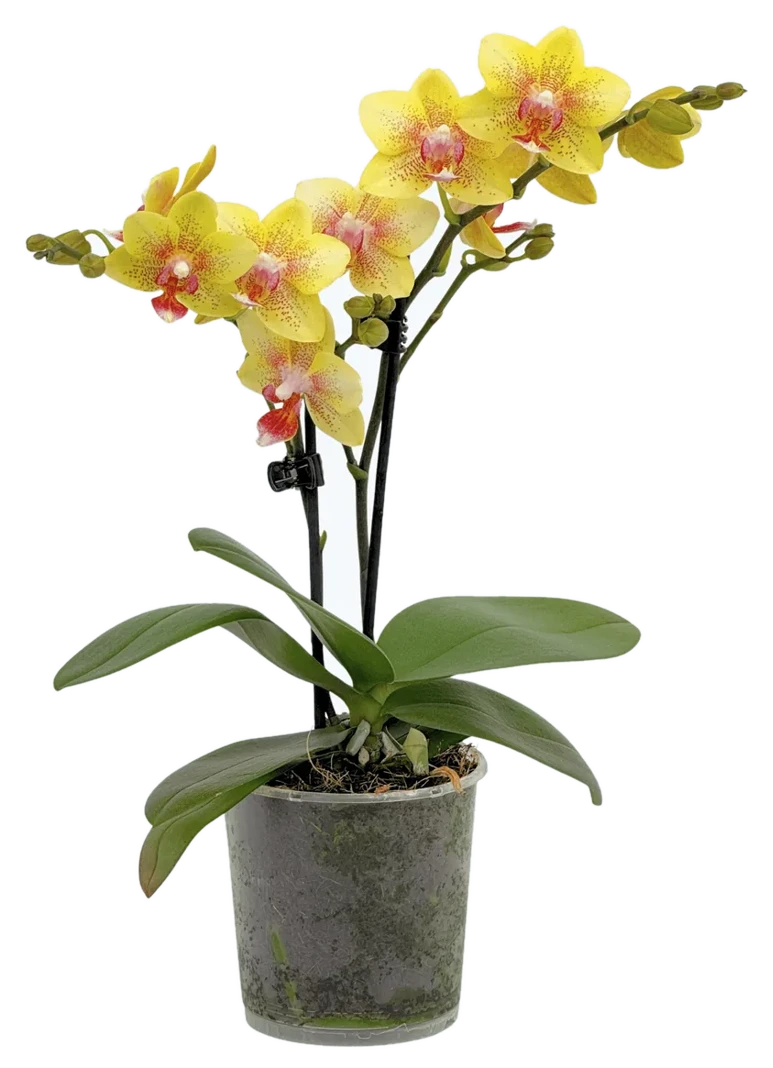 Orchideen Klusmann Table Dance Pereira mit gelb-gepunkteten Blüten und 2+ Rispen