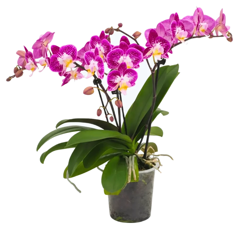 Orchideen Klusmann Große Two of Us Nicole Unique mit lila-weißen Blüten und 3 Rispen