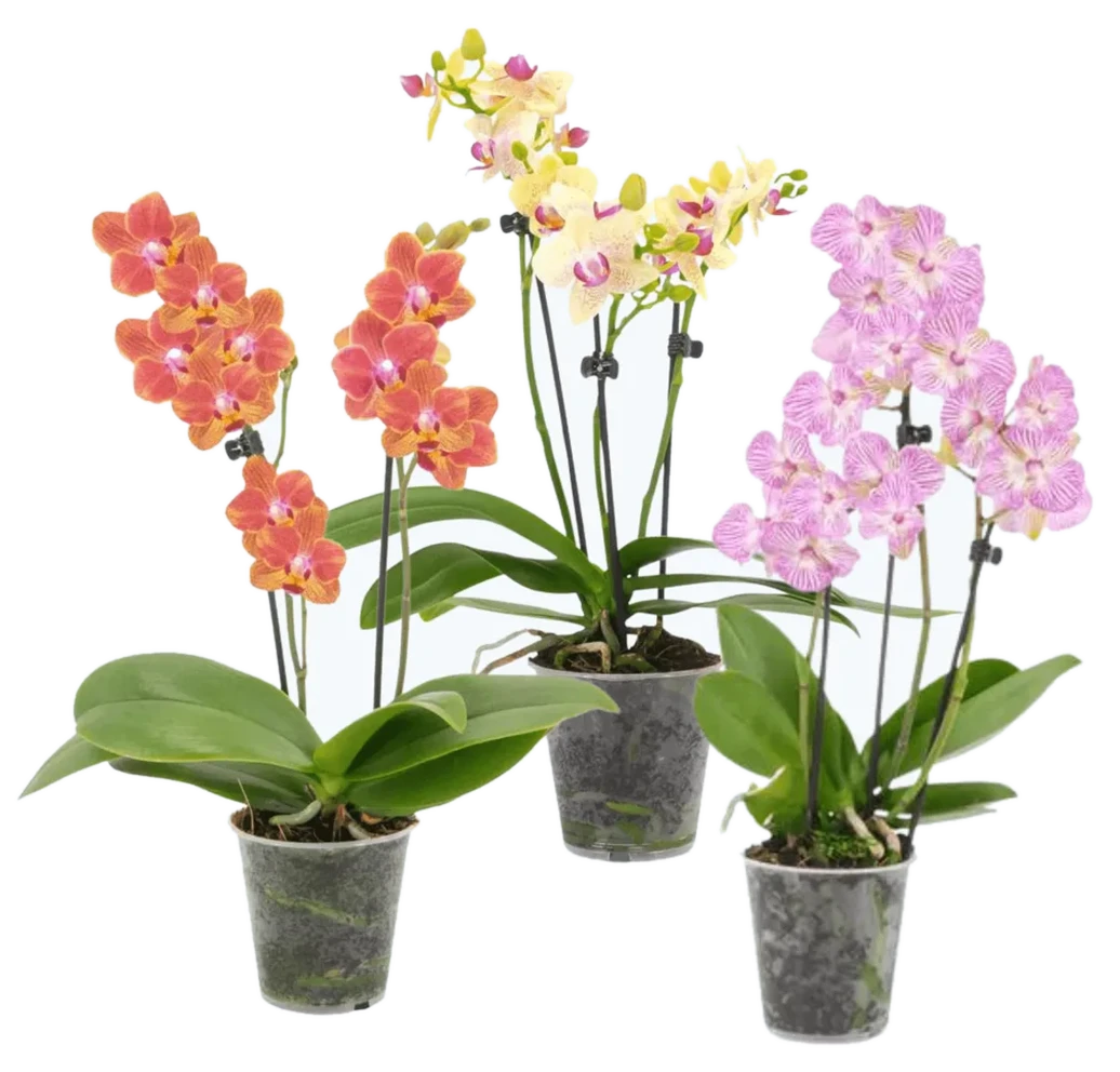 Orchideen Klusmann Table Dance Farbmix im 3er Set mit 2 Rispen