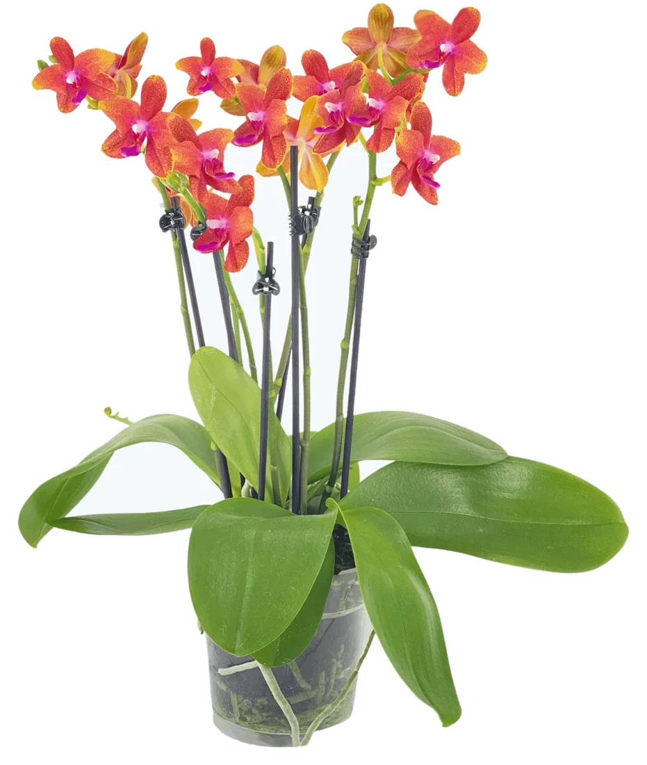 Orchideen Klusmann Große Two of Us Duftorchidee Bolgheri mit orangen Blüten und 5+ Rispen