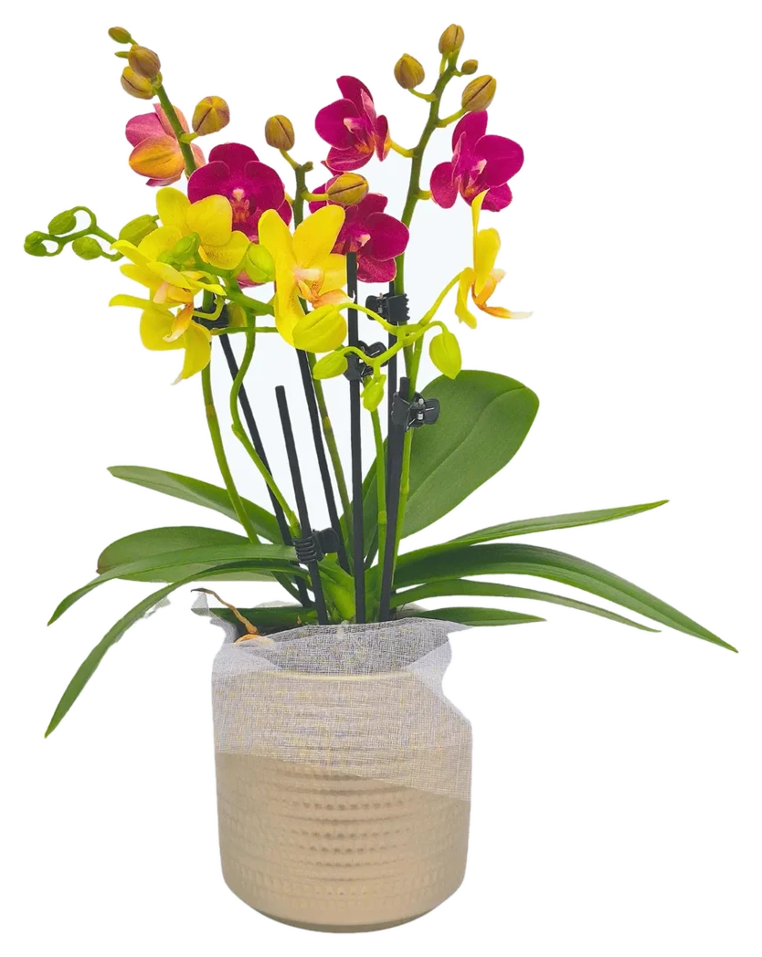Orchideen Klusmann Cocktail Orchidee mit gelb-roten Blüten und 4+ Rispen