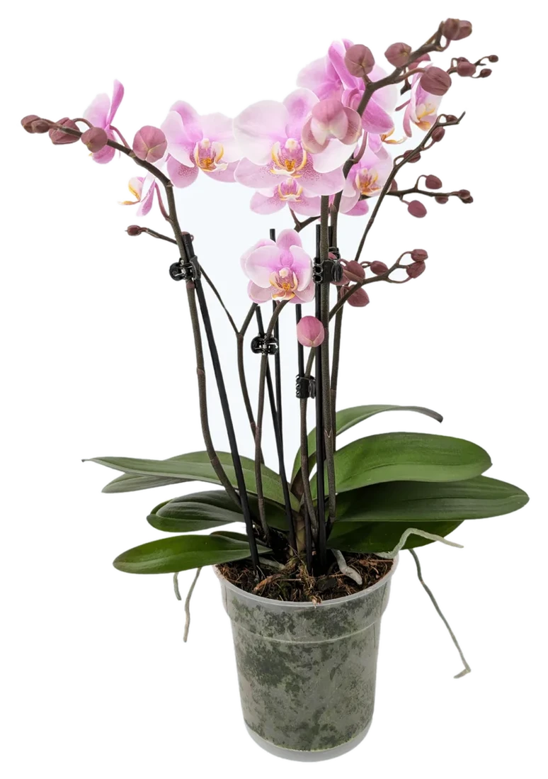Orchideen Klusmann Große Two of Us Roskilde mit zartrosa Blüten und 4 Rispen