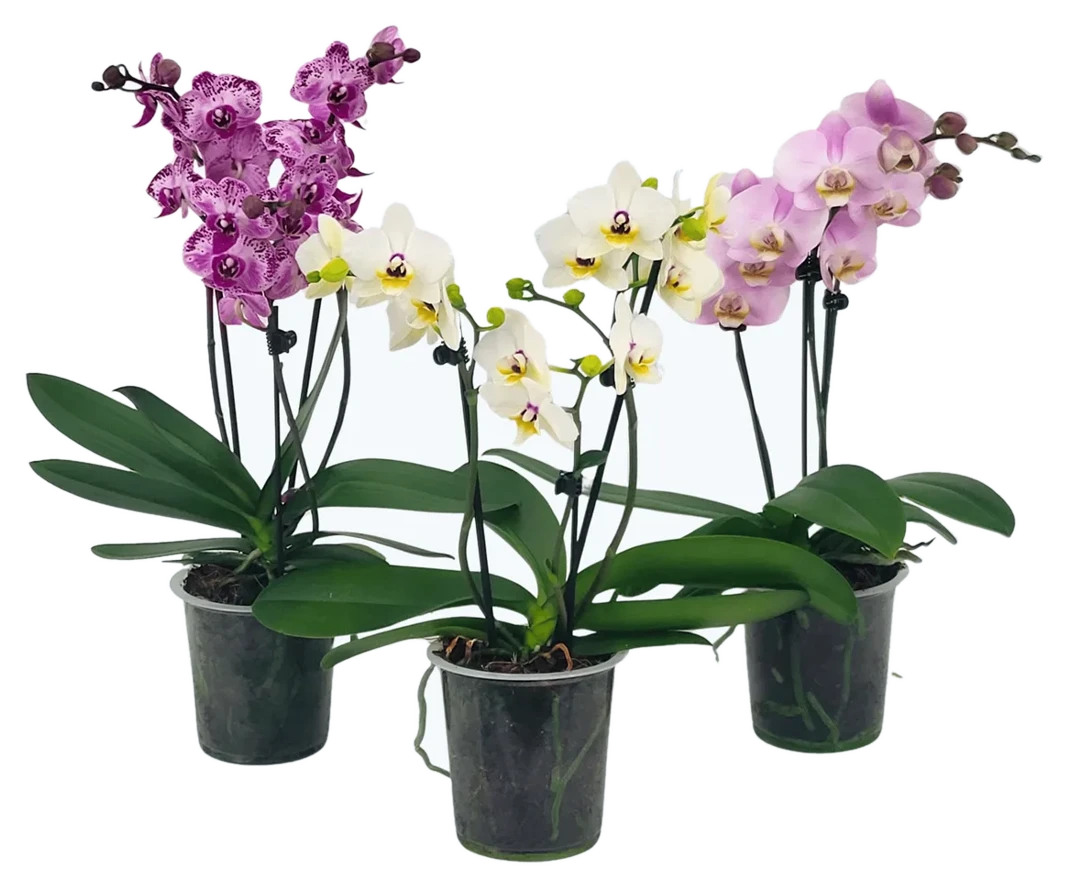 Orchideen Klusmann Phalaenopsis Farbmix im 3er Set mit 3 Rispen