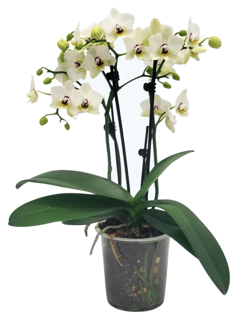 Orchideen Klusmann Phalaenopsis White Coco mit weißen Blüten und 3 Rispen