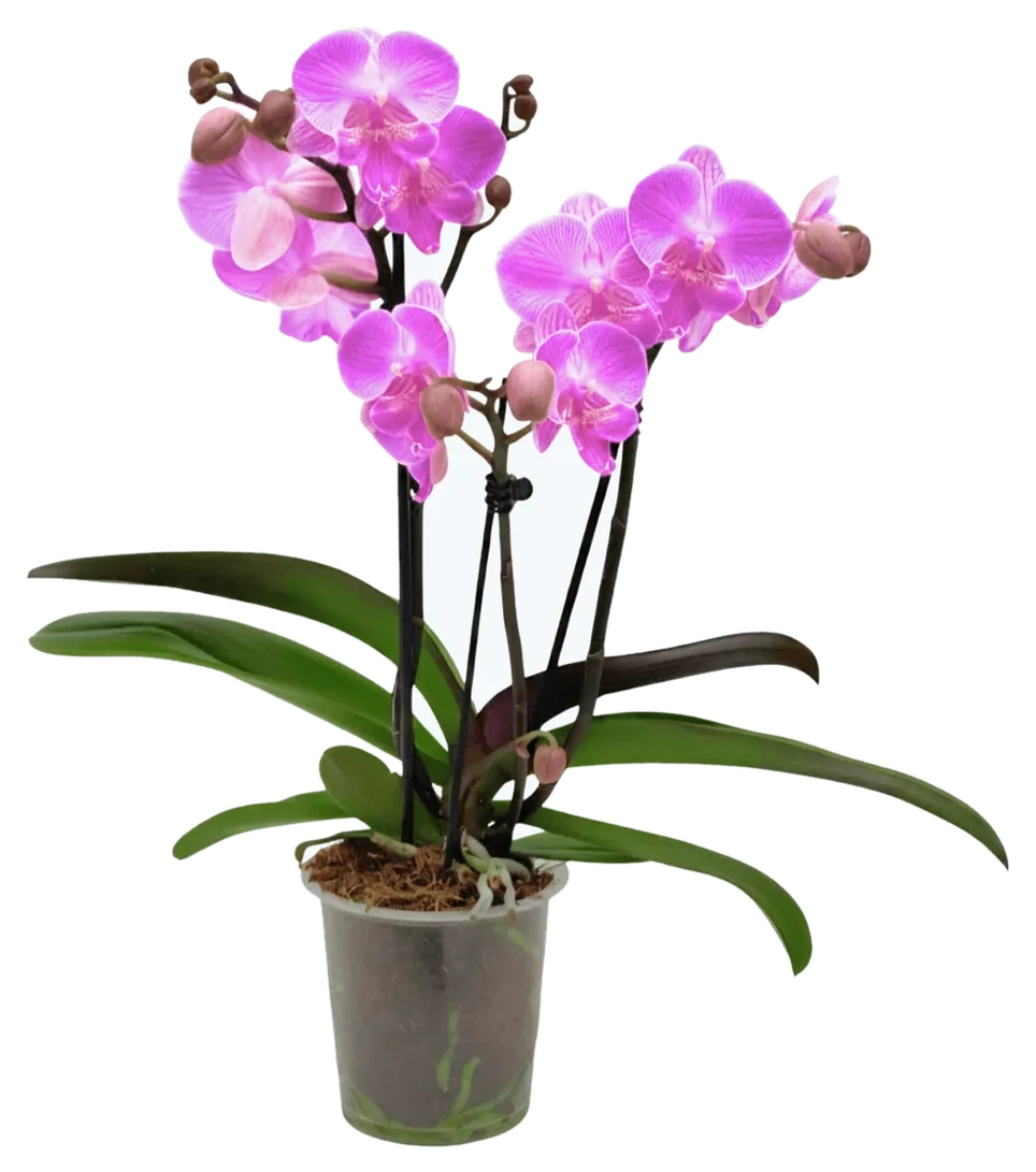 Orchideen Klusmann Phalaenopsis Big Lip Manta Kalimantan mit pinken Blüten und 3+ Rispen