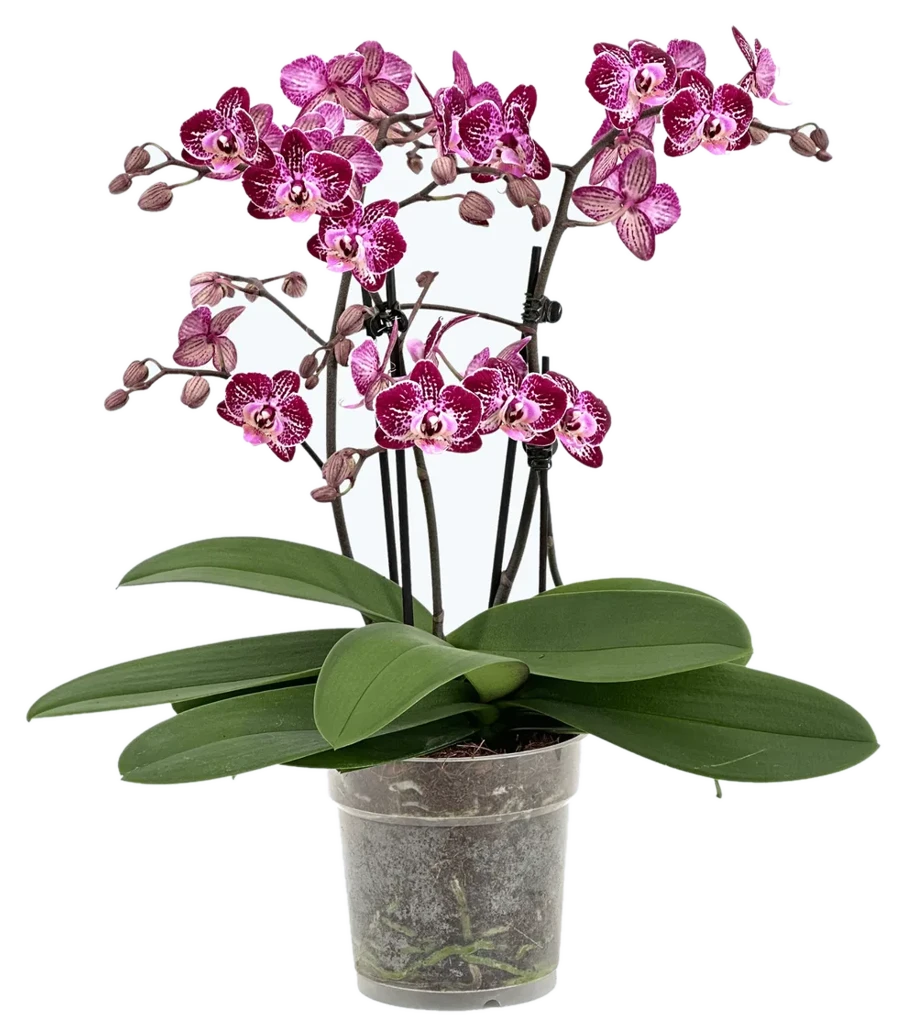 Orchideen Klusmann Große Two of Us Coco Purple Rain mit lila-gefleckten Blüten und 4+ Rispen