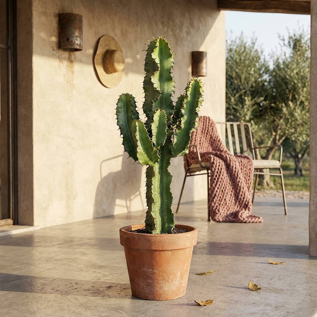 Be.Green Euphorbia Kaktus