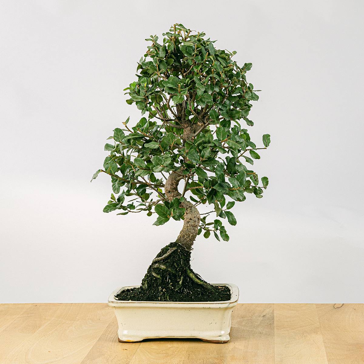 Be.Green Bonsai 12 Jahre alt Quercus