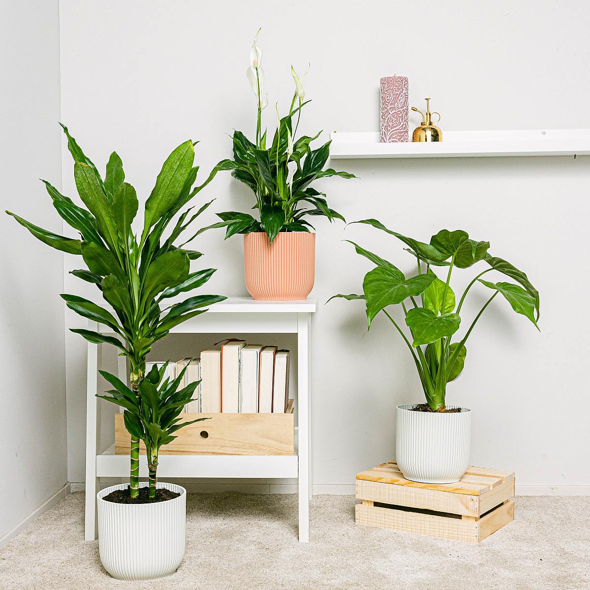 Be.Green Las Purificadoras Altas Pflanzentrio (Brasilstamm / Dracaena Fragrans