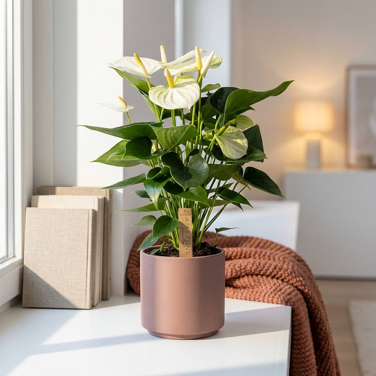 Be.Green Weißer Anthurium