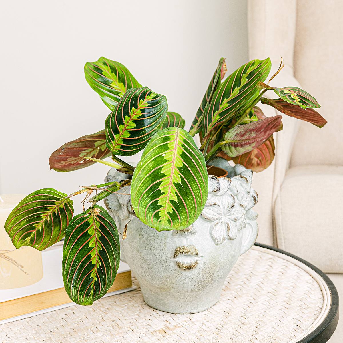 Be.Green Maranta Leuconeura