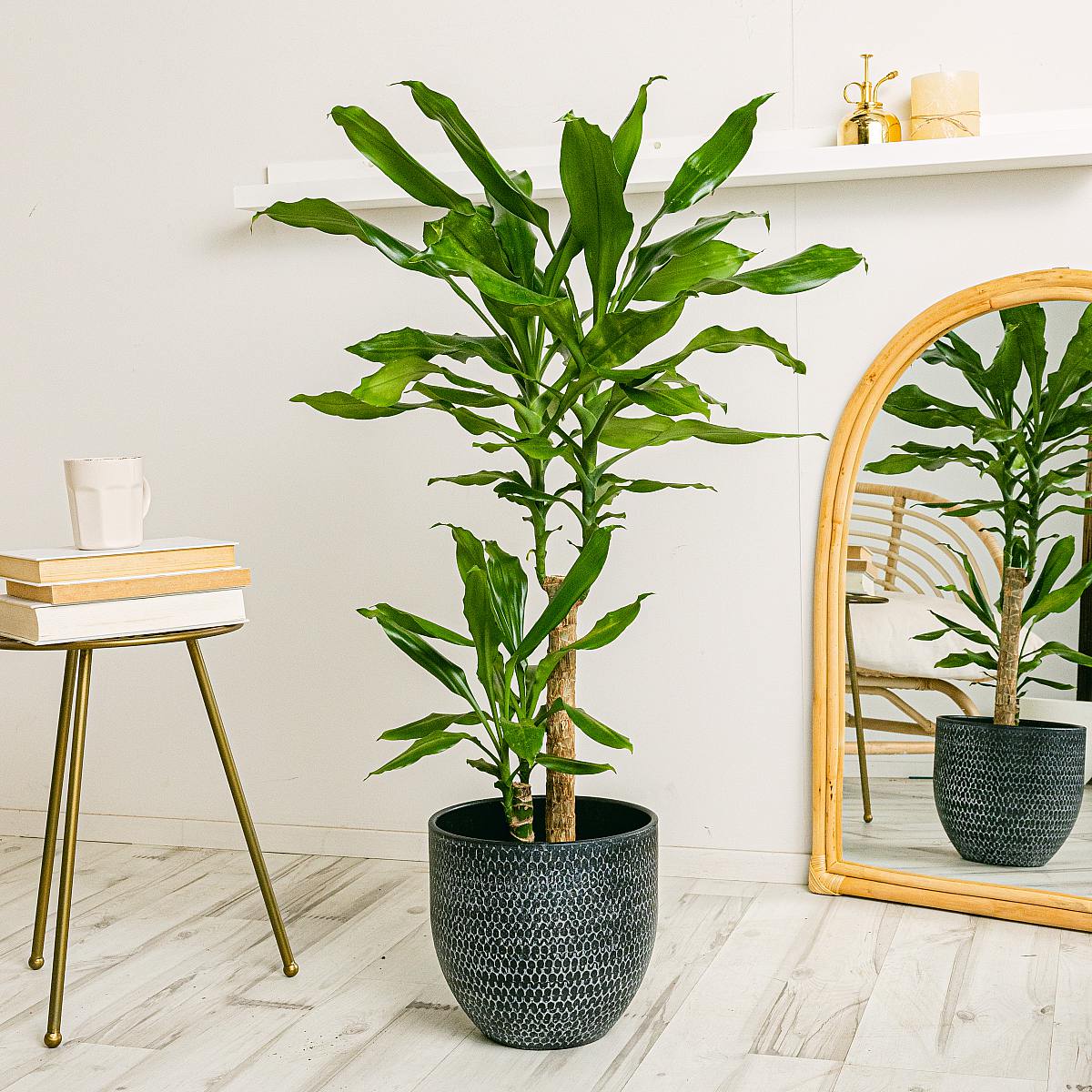 Be.Green Brasilianischer Stamm in Topf 28 cm