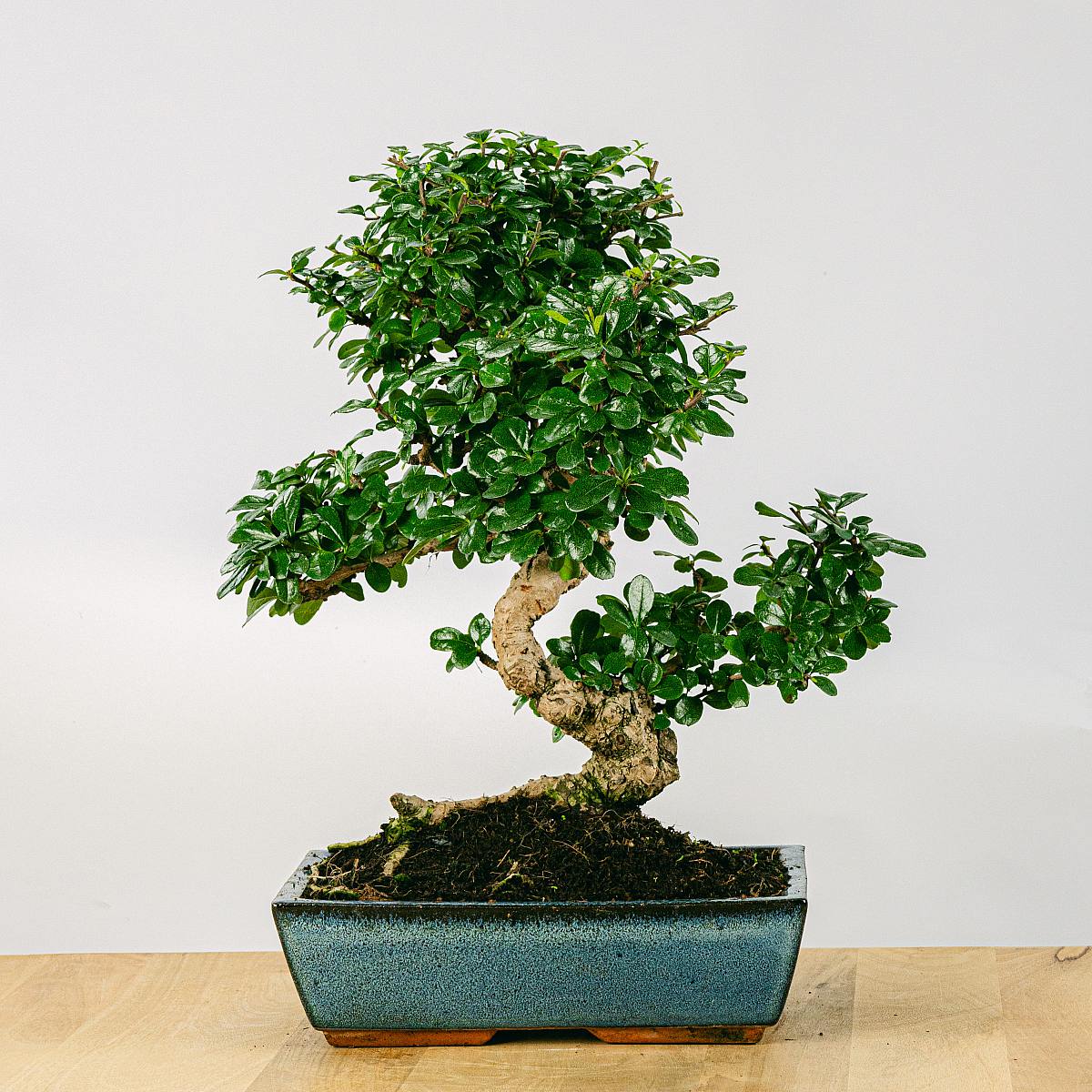 Be.Green Bonsai 16 Jahre Carmona microphylla