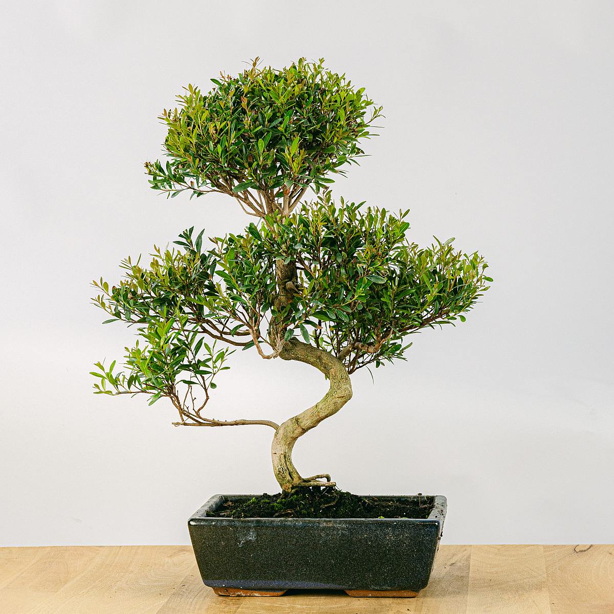 Be.Green Bonsai Syzigium 10 Jahre alt