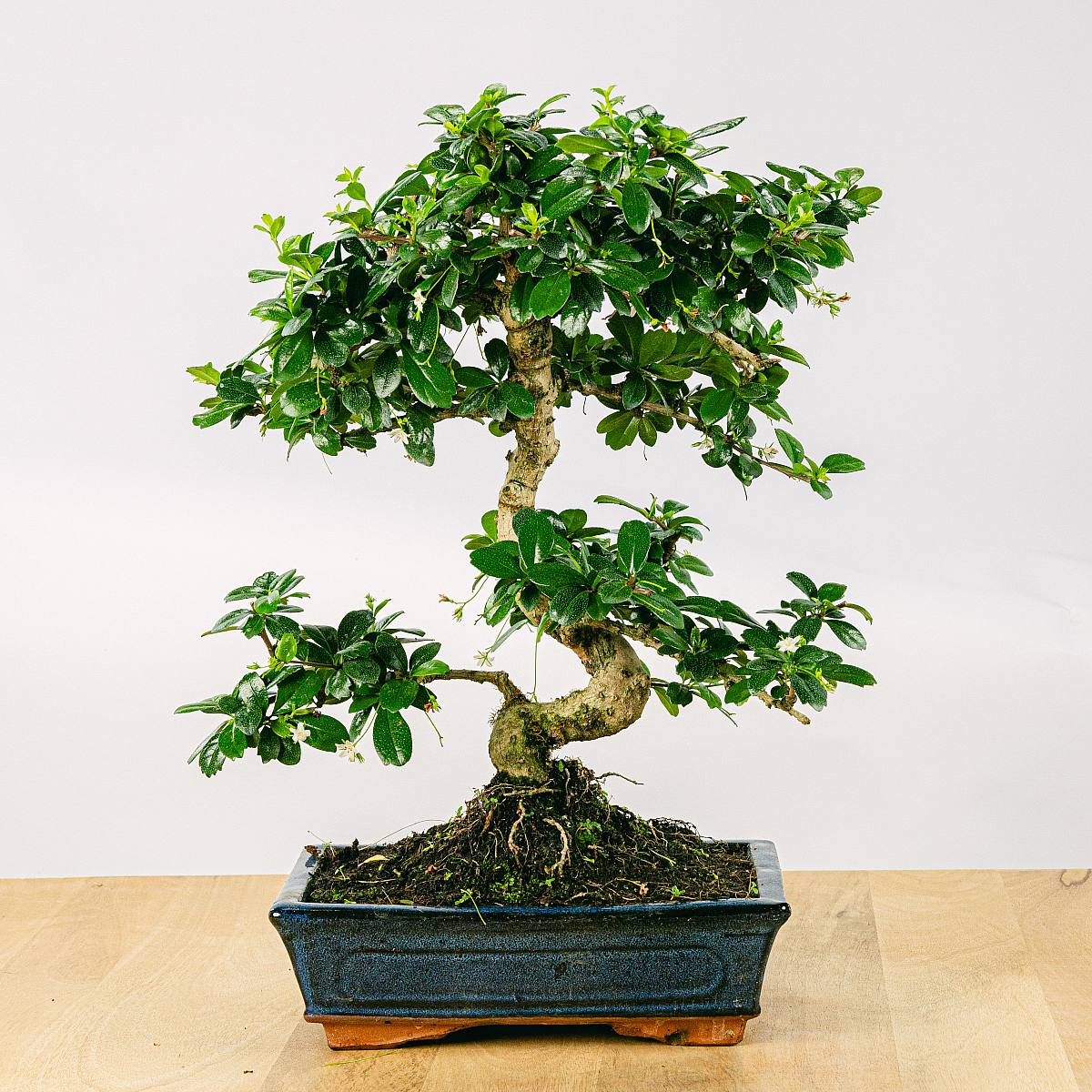 Be.Green Bonsai Carmona microphylla 10 Jahre alt
