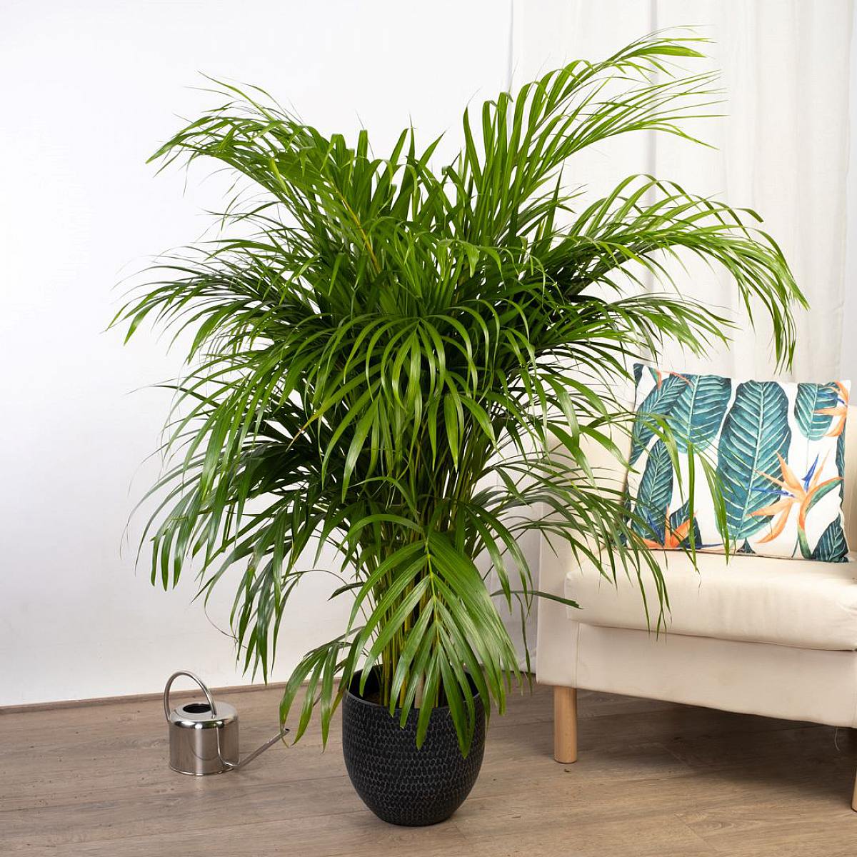 Be.Green Areca-Palme – Luftreiniger