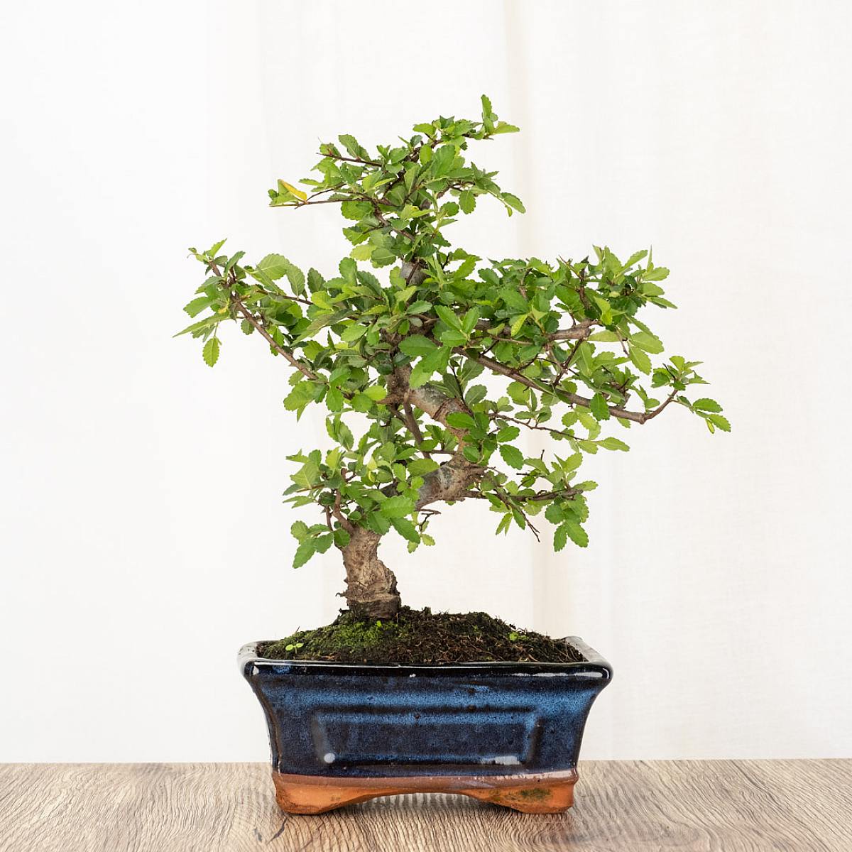 Be.Green Bonsai Zelkova (6 Jahre alt)
