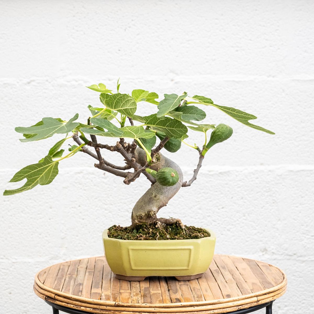 Be.Green Bonsai 10 Jahre alt Ficus carica