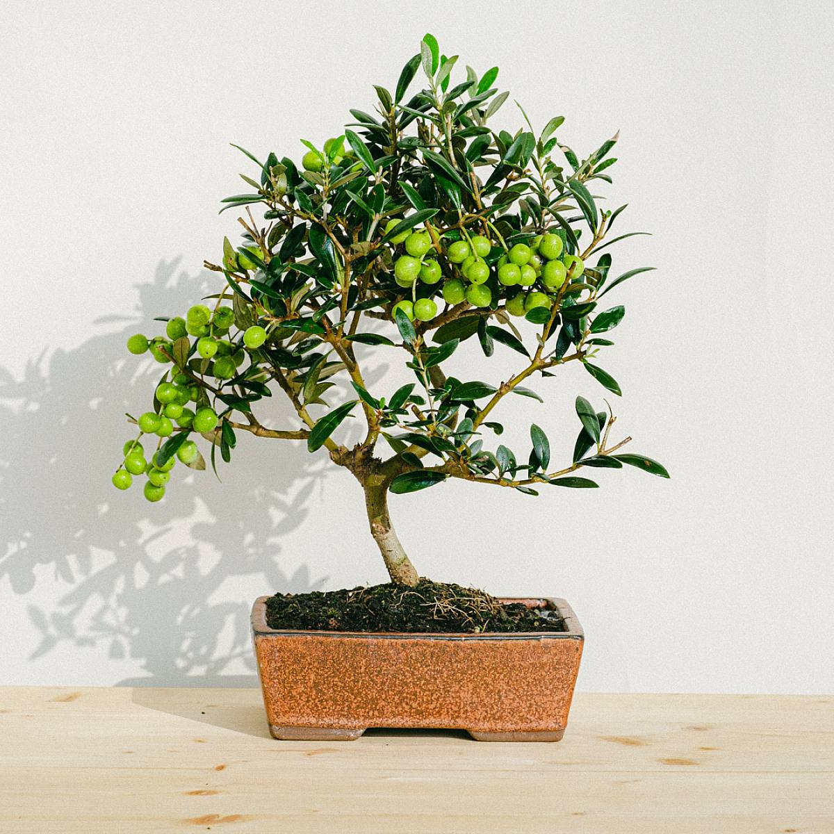 Be.Green Bonsai Olea Eurpoea (9 Jahre alt)