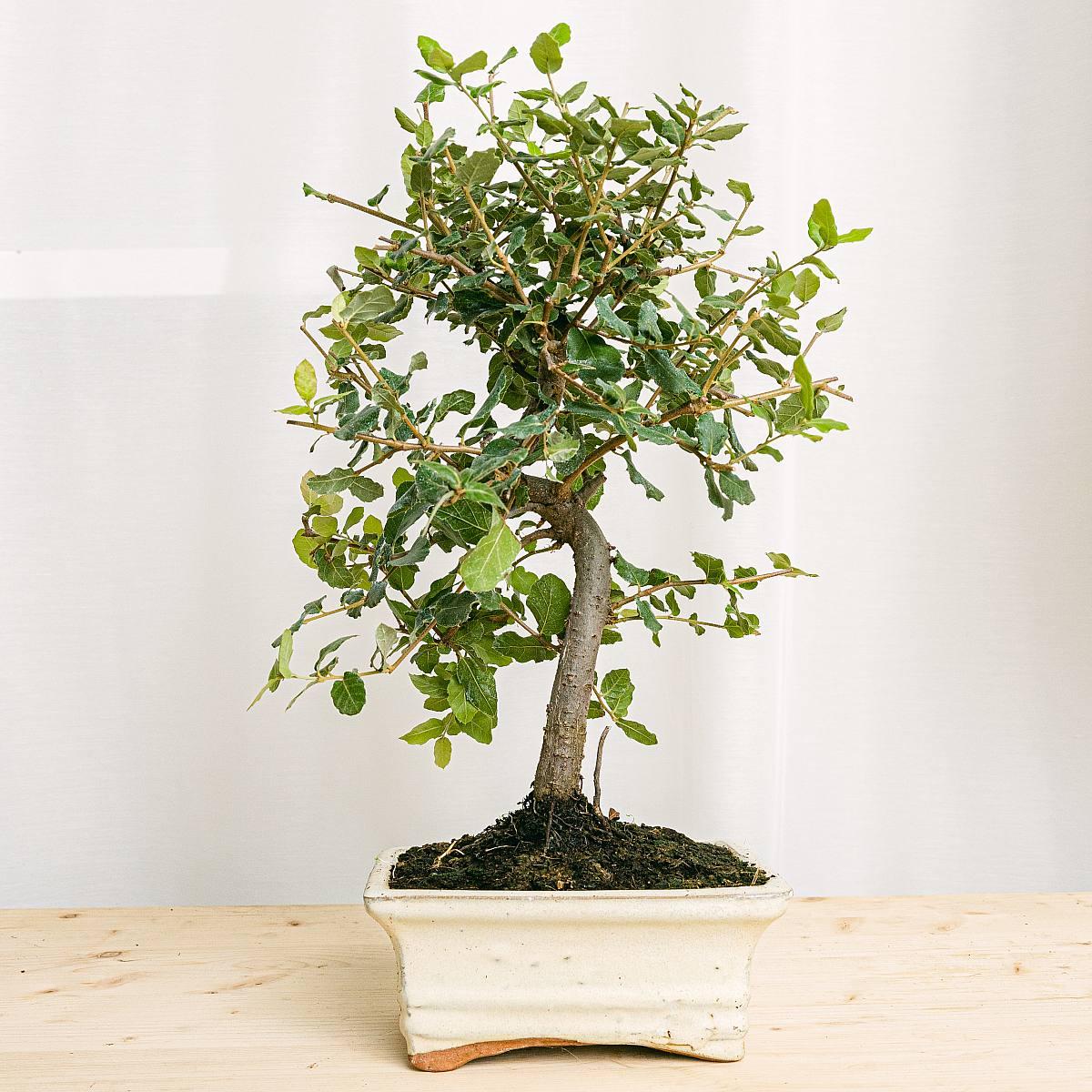 Be.Green Bonsai 7 Jahre alt Quecus