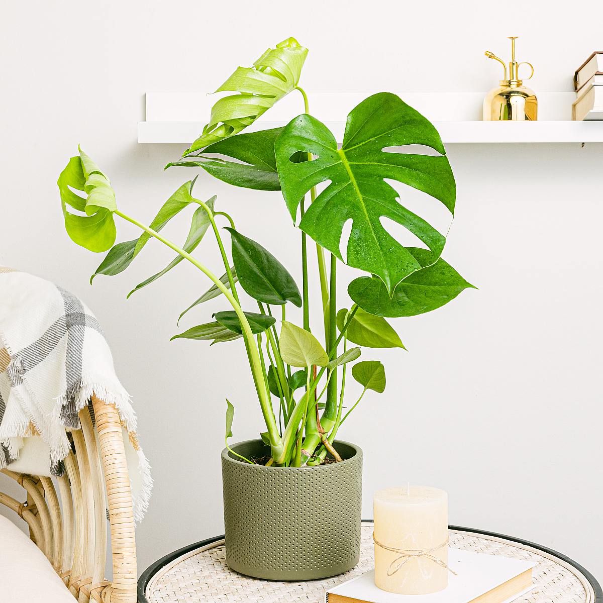 Be.Green Monstera Deliciosa – Fensterblatt