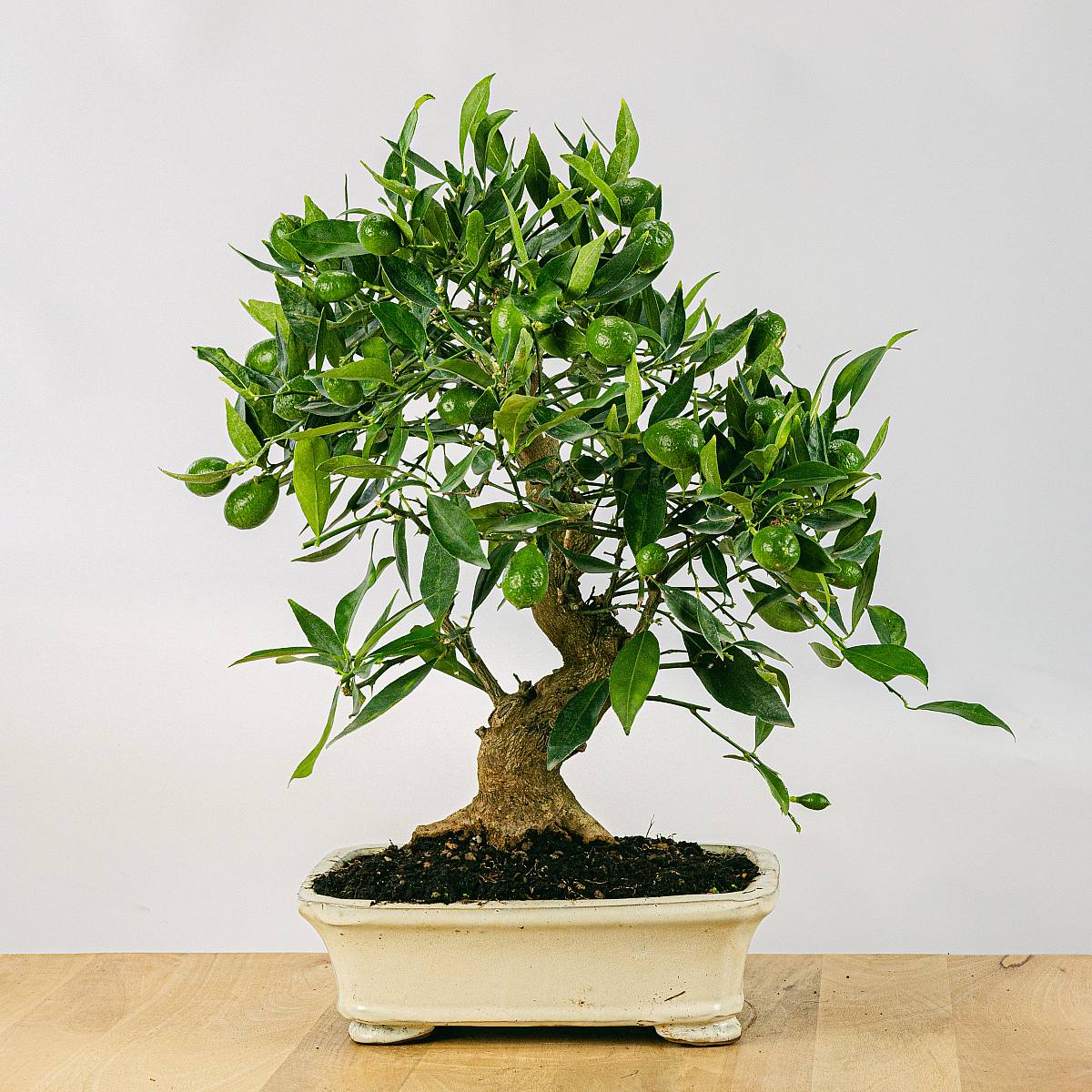 Be.Green 19 Jahre alter Bonsai Citrus Limencuat