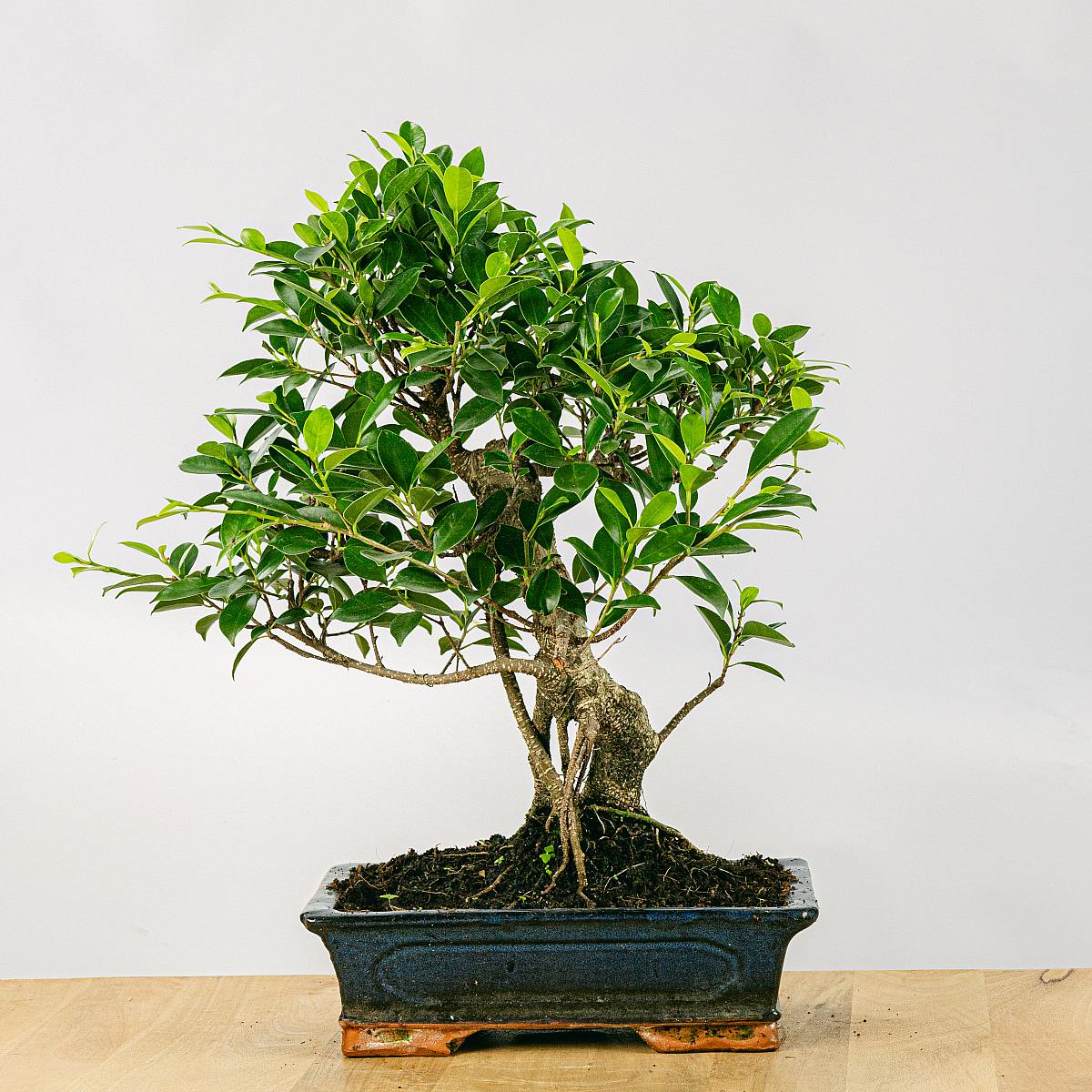 Be.Green Bonsai Ficus retusa 16 Jahre alt